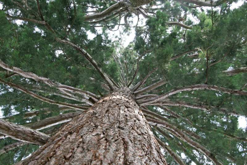 Neuschwanstein juni 2011 - 172